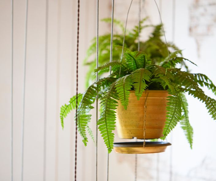 boston fern in a haggling pot from the outside of a motorhome