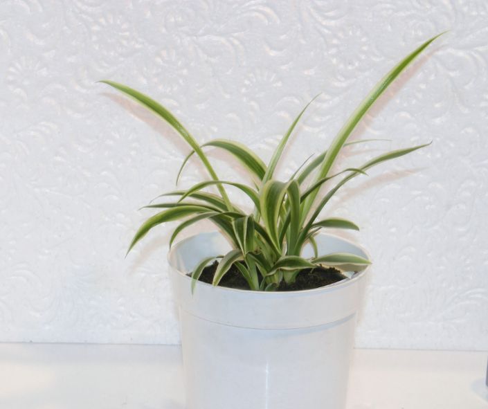 spider plant in a white pot inside a motorhome rental in california