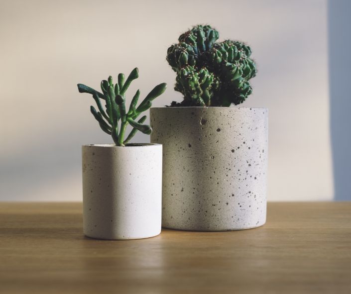 two succulents in a white/grey vintage pot